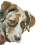 cogdog